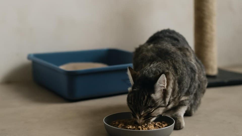 Cat Food, Litter and Cat Care: AI Market Discovery Index